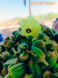 باميه • ريانه • حمام العليل