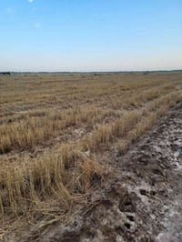 سديناويه ناحية أور • ٥ دونم • شاط نهر الوفاء