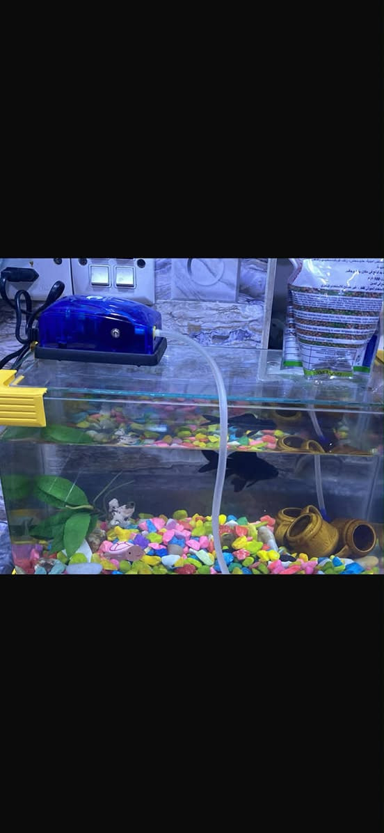 للبيع حوض سمك كامل 25


**إذا كنت صاحب هذا الإعلان وتريد حذفه لأي سبب، رجاءا أرسل رسالة إلى الدعم الفني**