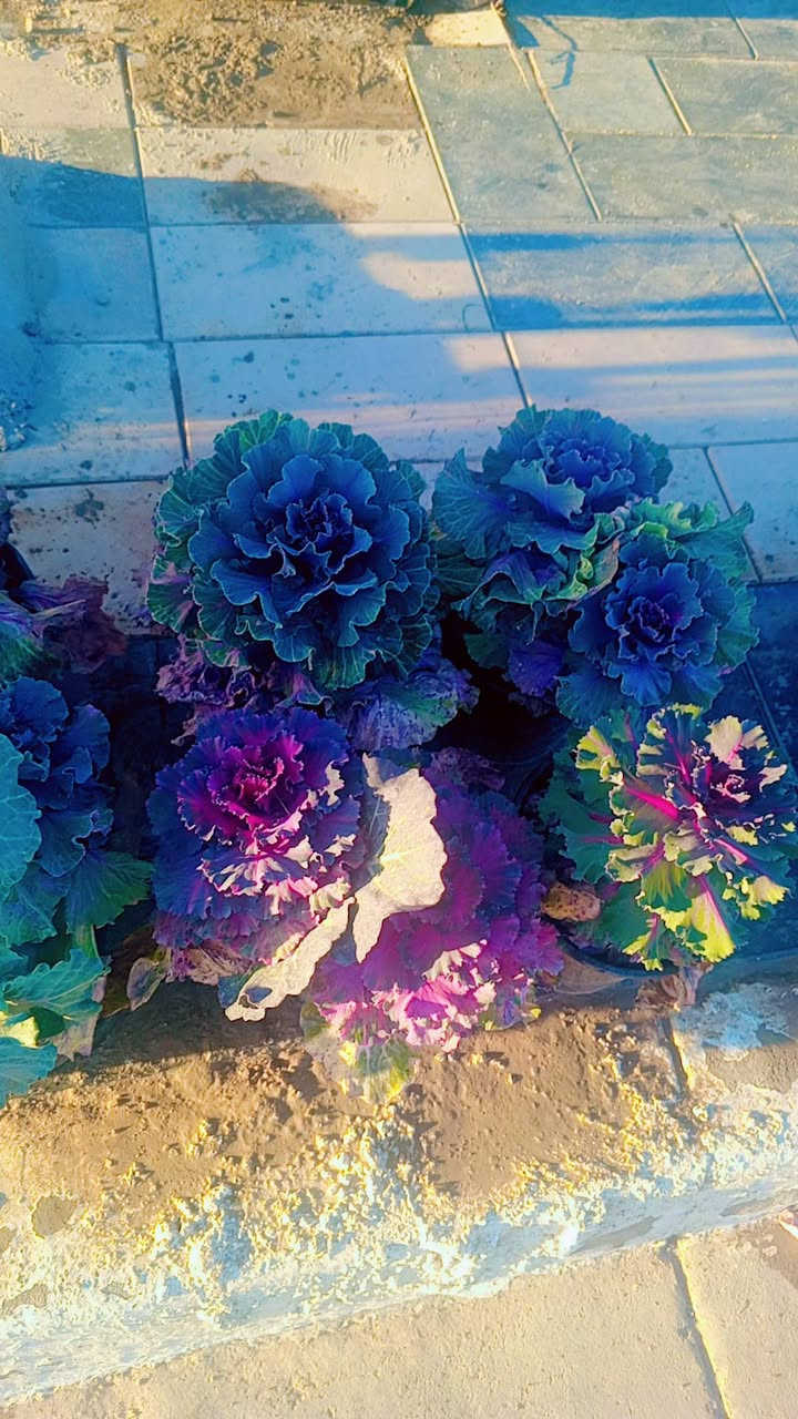 مشتل المدينة انسب الأسعار توصيل داخل النعمانيه مجاني العنوان طريق المثلث قرب اسواق طريق الجنه ***********
