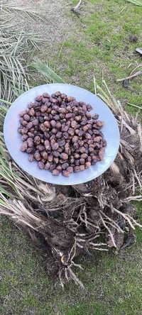 للبيع فسايل نخل مكتوم اخو الخضراوي مضمونات 100٪  من بستاني حجم الكبير ...