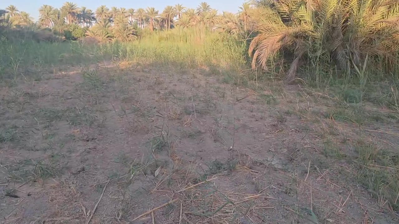 للبيع قطعة ارض مساحه دونم ونص طابو زراعي سند ٢٥ تحويل باسم المشتري الواجهه ٢٦ متر ونزا الموقع طريق الابراهميه وتنزل تبليط ٣ كيلو للارض خدمات كامله تصلح سكن او مشروع استثماري  السعر ٣٠٠ مليون مجال بسيط للشراي للاستفسار اتصال على الرقم ***********
ابو محمد المسعودي
