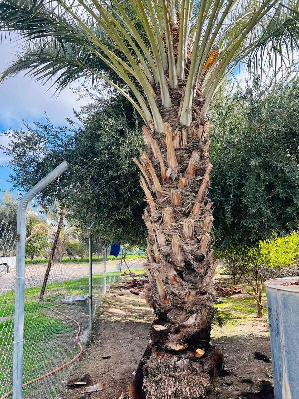 تكريب نخيل اليوم في ناحية الزاب
يم العم محجوب الخلف الدكي
شغل شرط درجة اولى 
للأتصال ***********
#تكريب
#تكريب_النخيل
#تكريب_وتنضيف_النخيل
