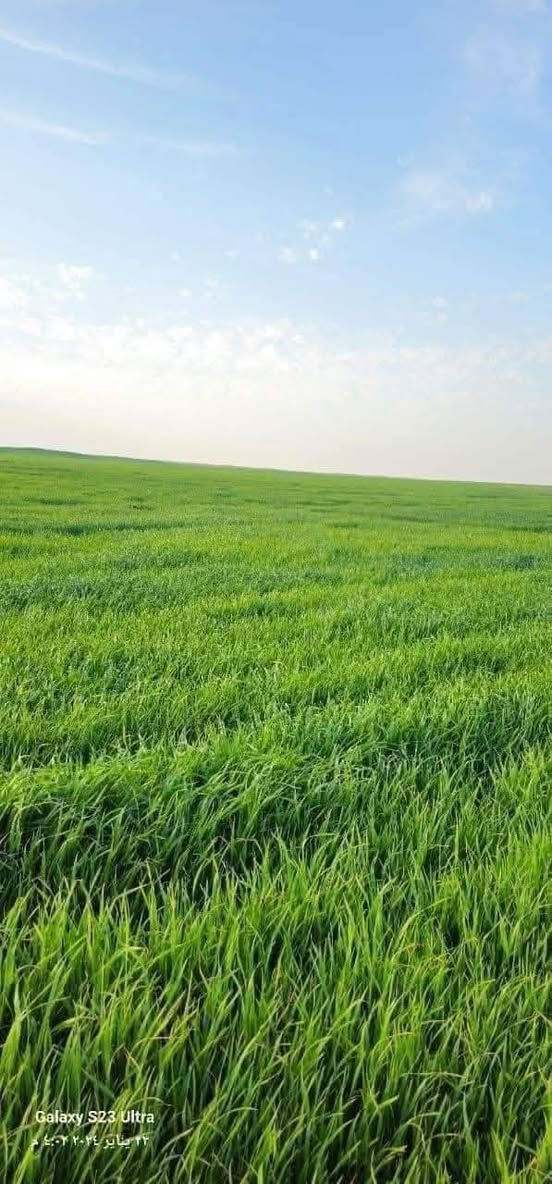 8دوانم لأصحاب الإمكانية القليله
السعر 7 مليون للدونم الواحد قفل 

طابو زراعي سند 25 اصولي فتح بيان
تبعد عن السوك وبنات الحسن 12 دقيقه
العنوان سبع البور ذراع دجله منطقة الشيخ عامر 
بلعيساويه عبور الجسر الثاني كامله من كلشي
تبعد عن سبع البور 15 دقيقه
خدمات كامله كهرباء مدرسه قريبه مي سقي
وشرط ما تدفع ولا فلس آلة بعد فتح بيان بطابو  الاتصال =*********** يتوفر واتساب
