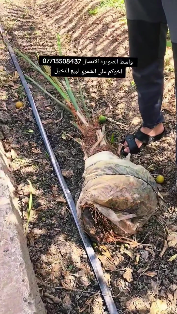 السلام عليكم بتاريخ /25/5/2026/ تم قلع فسائل مجهول مجذر للاخ ابو محمد من بغداد  ايضا يتوفر فسائل  برحي ومجهول  مجذر   تحت الام احجام خشنة  هذا بوصل ضمان لحين الاثمار موقع وختم خلاف النوع اتحمل سعر الوحده 5 أضعاف الي راغب بالشراء عنواني واسط الصويرة لاتصال ***********  علي الشمري البيع النخيل
