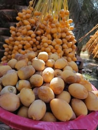 فسائل برحي • فسائل مجهول • الصويره واسط