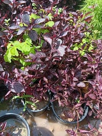 مرجوحه • وسط • متر ونص