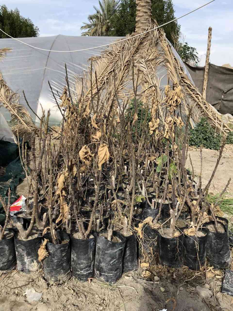 ‎تكي سلبوحي ارتفاع مترين وجوه +تين بني مسلم ارتفاع نص متر
‎تكي سلبوحي العدد 225
‎تين بني مسلم ارتفاع نص متر وجوه العدد 200
‎بسعر مناسب ، العنوان طريق حلة كفل منطقة ابو سميج ***********
