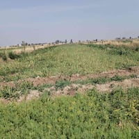 سومر طريق البركات • ٣ دوانم • ماء سقي