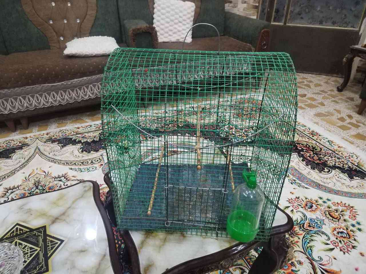 متاح قفص سعره 10


**إذا كنت صاحب هذا الإعلان وتريد حذفه لأي سبب، رجاءا أرسل رسالة إلى الدعم الفني**