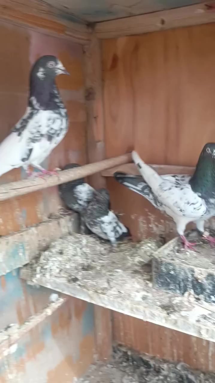 متاح زوج تيديات امايا سخي ول فحل فاروخان هيا وافراخها ب75قفل لمو شراي ليتعبني رقم 0770546884


**إذا كنت صاحب هذا الإعلان وتريد حذفه لأي سبب، رجاءا أرسل رسالة إلى الدعم الفني**