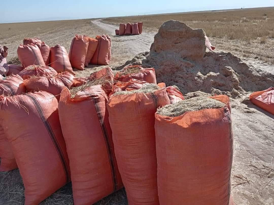 السلام عليكم يوجد تبن مال السنة تبن حنطة موجود گواني وموجود شلفان اسعار مناسبة ترس فول يوجد توصيل #شرقاط_هيجل_خضرانية_گيارة_اسديره_الزاب_الحود  للاستفسار والتواصل على الرقم *********** او المراسله عالخاص وحياكم الله
