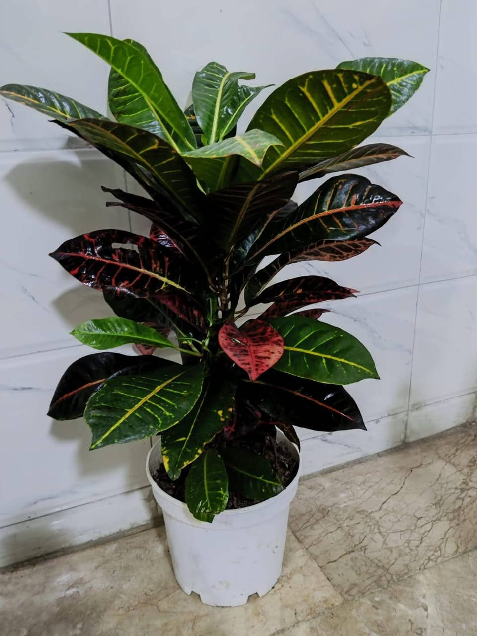 ياالله ...
#معرض_زهره_الگاردينيا 🌿💚

"🌿💚 نباتات ظلية مُستوردة 🌸

- أنواع فاخرة ومُختارة بعناية
- جودة عالية وضمان استمرار النمو
- توصيل سريع لجميع المحافظات

مستلزمات النباتات توفرت كلها يمنا ✨
(برلايت/بيتموس/احجار الليكا/مجذر/مقوي / احجار ملونة/سماد  )
 انواع السنادين بلاستك وسيراميك ☘️✨
العنوان // بغداد سبع ابكار 
التوصيل// متوفر لكل المحافظات  

للحجز والاستفسار، راسلونا على الصفحة 📲💬

أسعارنا تنافسية وخدمتنا مميزة 🌟 
 معرض زهره الگاردينيا  - وين ما تحتاجون النبات، احنا بخدمتكم  🌿💕

#مشتل_ومعرض_زهره_الگاردينيا #نباتات_ظلية #مستوردة #بيع #العراق" #اكسبلور #نباتات
#نباتات_منزلية #مشتل #ازهار #ورود #ورد_طبيعي


**إذا كنت صاحب هذا الإعلان وتريد حذفه لأي سبب، رجاءا أرسل رسالة إلى الدعم الفني**