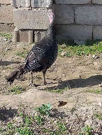 فروجه شيش • مصرفه • اسديره