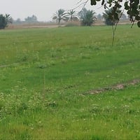 اخواني 4دونم ليوم جايبلكم عرض مختلف بسعر 25مليون سند مستقل منفصل تحويل...