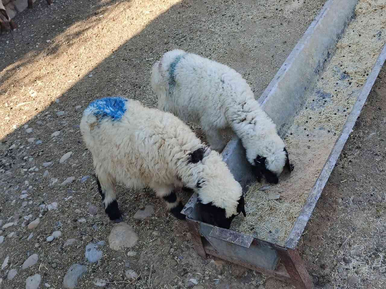 يوجدطلي فطيمةمال ربط شرط نصاحةالعنوان بيجي قرب مستشفى بيجي ***********
***********
