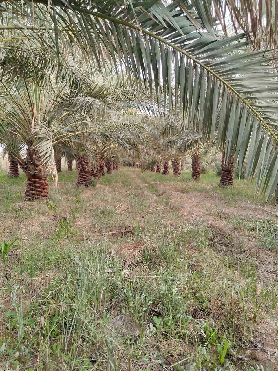 سلام عليكم
بستان للبيع المساحه 3دونم وشاطي 2دونم يصيرن 5دونم يحتوي على 80برحيه كلهن حمالات مع اصناف اخرى شويثي اسود وشويثي اصفر ومبروم وكنطار وبريم ومجهول المكان بين ناحيه الفضليه وسوق الشيوخ مقابيل شركه السطح الامين للاستفسار الاتصال على الرقم ***********
