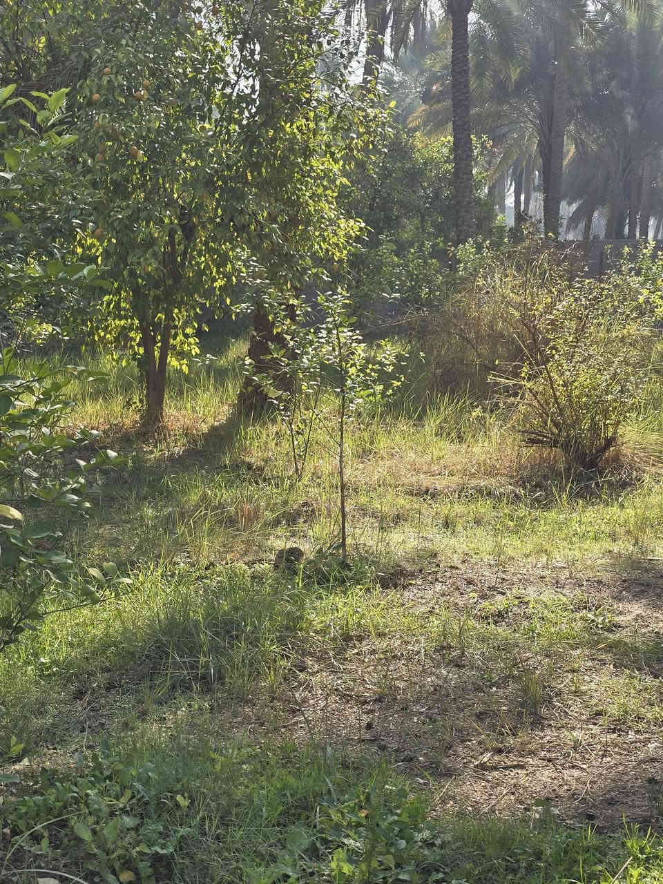 800م في كربلاء مقابل جامعه الوارث خدمات فول منطقه فول عتبليط مباشر
سلام عليكم اخوان قطعه مساحه 800م في كربلاء طريق بغداد مقابل جامعه الوارث كامل خدمات مسيجه بلكامل وجه تبليط مباشر ماء سقي ماء اساله كهرباء سحب كله فول سند 25قرار محكمه سع ر 185وبيها مجال الشراي بيه خير ويدلل ***********ابو ادم
