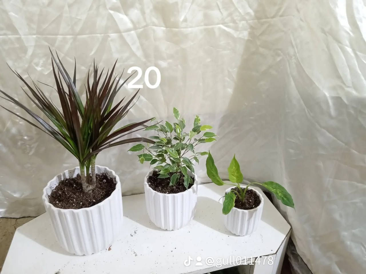 ئادە کردنی چەند سێتیکی جوانو تورکیو هۆڵندیی .... بە هەرزانترین نرخ لە هەولێره ...


**إذا كنت صاحب هذا الإعلان وتريد حذفه لأي سبب، رجاءا أرسل رسالة إلى الدعم الفني**