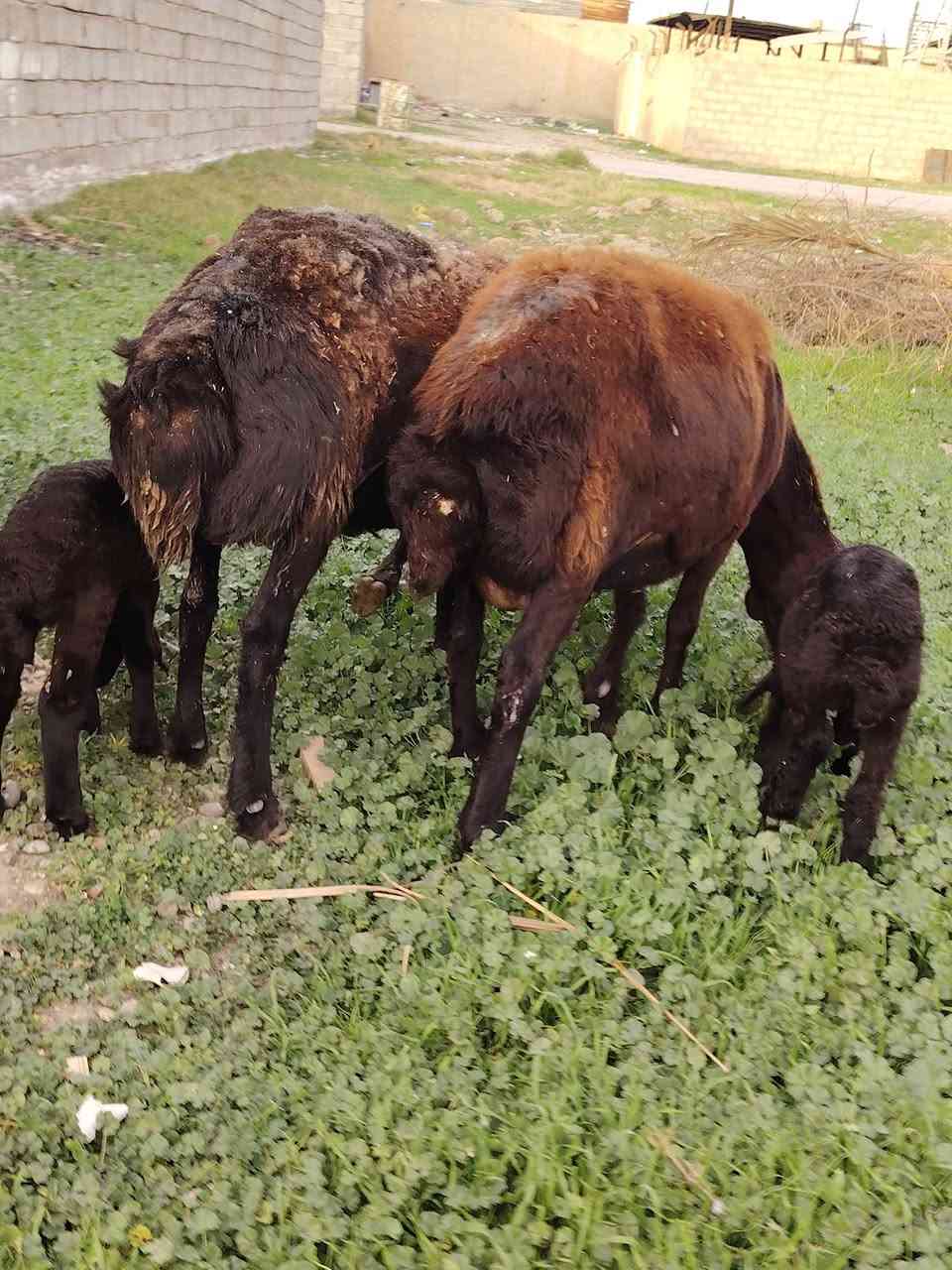 إسلام عليكم إخوان الجناية نعاج  مطافيل رقم واحد  العدد  2  نوع أيراني المكان بغداد التاجي خاص ماكو شراي يخابر  ‏‪***********‬‏
***********
