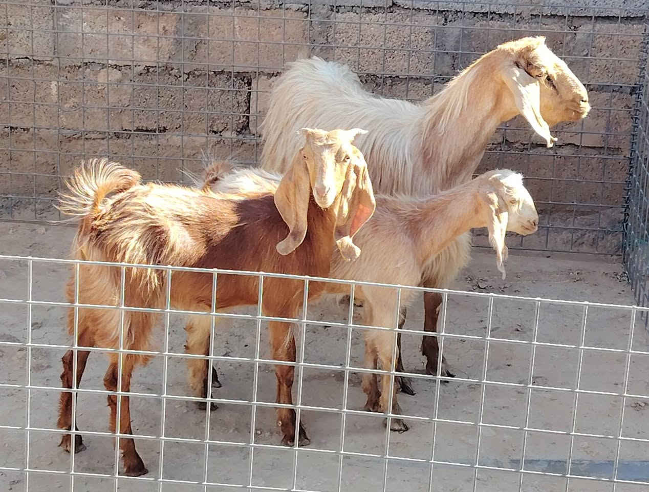 بسم الله ماشاء الله
للبيع عنز مال جنيه وراها توم صخلات
كفاله سن وشطر ونصاح مضروبه سفنجه ومعشره
فوك بناته جمه حلوه خشنه الي تعجبه يتواصل وياي
سعر ٥٤٠ الف
العنوان القائم الكرابله للتواصل
***********
***********
