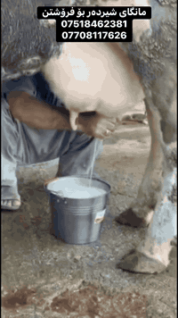 #ماشاءالله
مانگای شیردەر بۆ فرۆشتن
زیاتر لە 15کیلۆ شیری هەیە
بۆکڕین تەلەفۆن بکەن
***********
***********
 #foryouシpage
