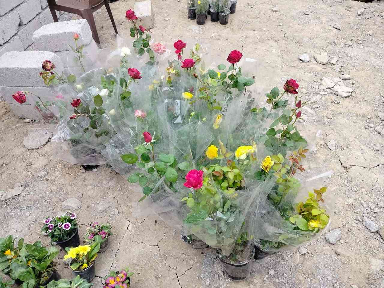 السلام عليكم
مشتل السند وصول بضاعه جديده انواع الاشجار والورود
الشارع العام مقابيل حداده حمودي الموفق
للاستفسار الاتصال ع رقم: ‏‪0771 549 2622‬‏
