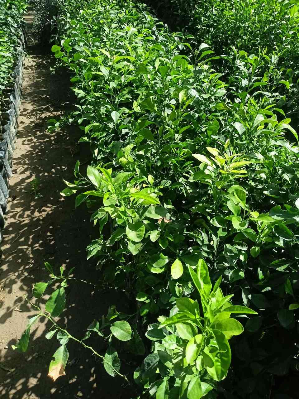 وصول وجبه جديده من الحمضيات إلى مشتل رسول الزراعي اسعار مناسبه 
رارنج ب500
لومي حامض عراقي ب750
الالنكي هندي ب750
العنوان بابل مشروع المسيب شارع ابو لجاسم نهايته قرب التفصيخ للسيارات القديمه مشتل رسول الزراعي 
***********
