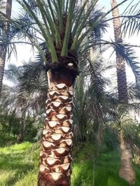 ٠٠٠٠٠٠٠ تحية طيبة  سلام عليكم   يتوفر كادر متخصص لتكريب النخيل وكادر ا...