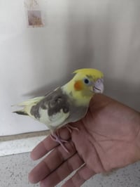 كوكتيل حبشي • طير كوكتيل • كوكتيل اليف • كوكتيل زق يد • طير زق يد