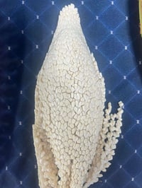 الي يريد لقاح  ولي محتاج صاعود تلقيح تكريب تنضيف مكاني بغداد 077683148...