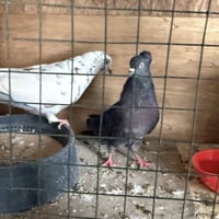 طيور • ٩ قطع • البصره الزبير