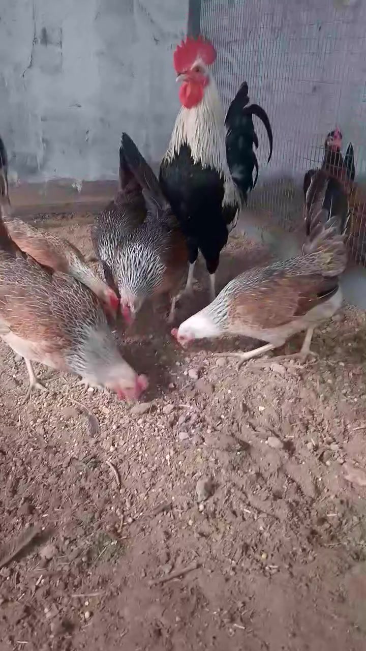 السلام عليكم
متاح افراخ كويتي شمسي وشوكي صور الامهات بالمنشور الزوج على 6 قفل مكاني الهوير


**إذا كنت صاحب هذا الإعلان وتريد حذفه لأي سبب، رجاءا أرسل رسالة إلى الدعم الفني**
