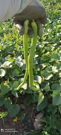 بذور الرشيد الإسباني • جيل أول • بغداد قرب المدائن