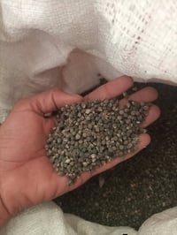 بذور الهلوبه • درجة اولى • متعهد بموسم كامل