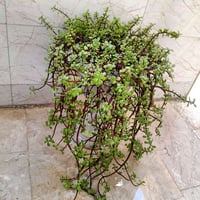 نبات دمعة الطفل • معمر • مع السندانة