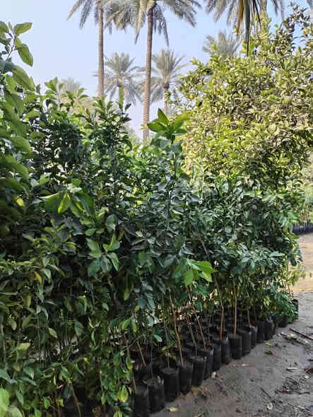 السلام عليكم يوجد لدينا نارنج خشن وحمضيات بانواعها وسدر تفاحي بصراوي العنوان بغداد الكريعات نهاية شارع المعارض للاستفسار الاتصال على الرقم ***********
