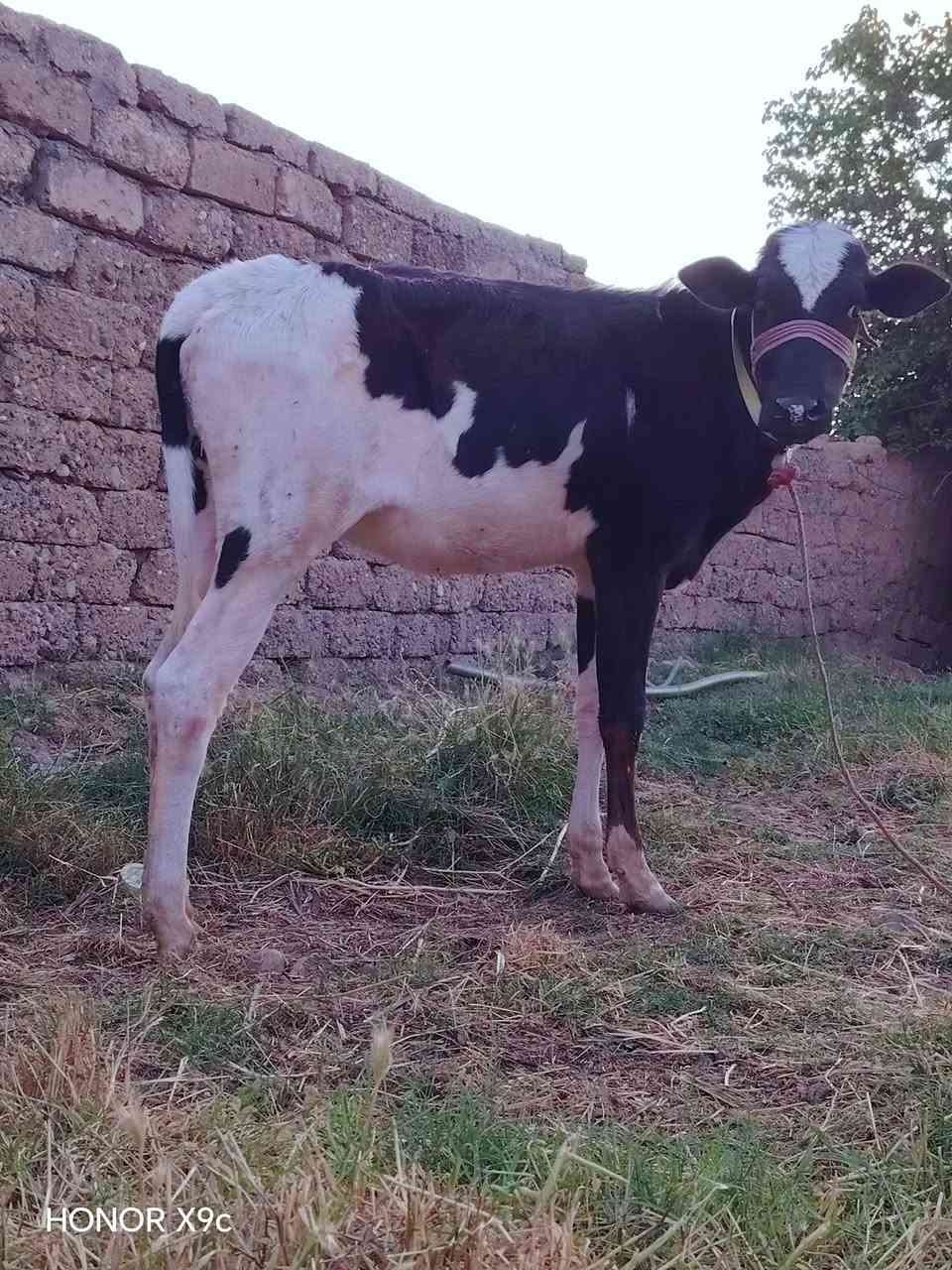 بسم الله ماشاء الله
جوز اباچير جنس الاصليي  رقم واحد 5 ابلوكات ارتفاع

اباچير درجى اولى مال جنيه 

شرط اچل وشرب ونصاحة فول 

المكان اصبيح الخماسات
الاتصال ***********
الله حيو الشراي بي خير ودلل
توصيل موجود حسب التفاق
