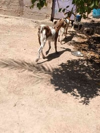 صخول للبيع عشر وشكت توم خشانه فول مكان زملت حمدي السعر 400وبيهن مجال 0...