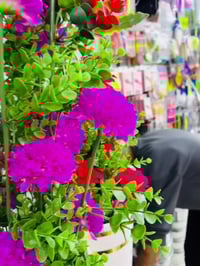 شارع الزيتون • حي الحريه • ديكور