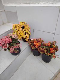 ورود • ٨ قطع • مرتبات