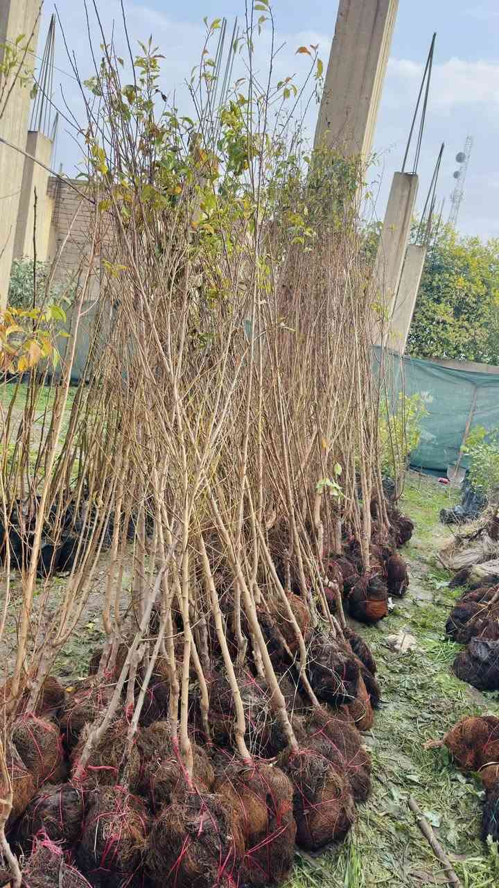 السلام عليكم وصول وجبة جديدة من الاشجار النفضيه بأحجام وانواع مختلفة #م مشتل الزهرة البيضاء مقابل افران البركة مجاور مطعم حكاية وماركة الغانم 
هـ***********
