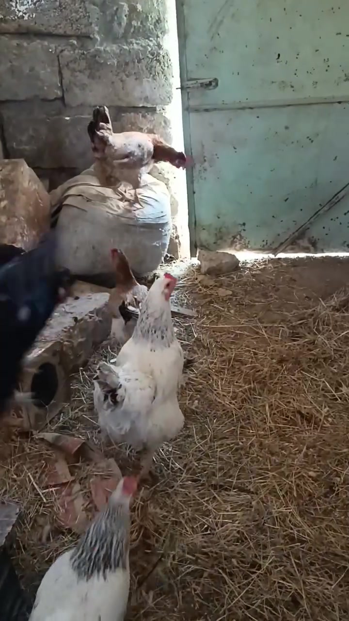 للبيع دجاج عدد 8 اثنين منهم أمريكي او واحد كرك الصحه فول سعر خابر عل رقم ***********

