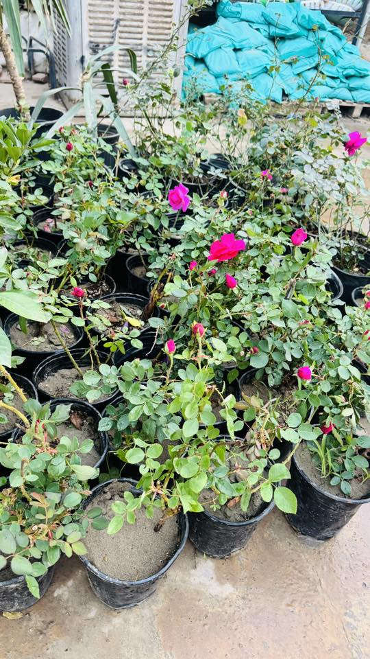 ياللـه ♥️🌵🙏🏻…
رمضان كريـم 🌙🥹🌹

على برگـه الله …
مسـواك ليوم يختلفً باشياء كلش راح تعجبكم 😍🌷😉👇🏻
كل انًواع شتـلات ولسنـادين تلكـوه يمنه 😻🌚💗
-عصى موسى جميع انوعها 🌵😉👇🏻
_دوارق عصى موسى وكلاصات جميع انواعها 😍♥️
_تراب البيتموزً العراقي والهولندي 😍♥️
_ورد جوري جميع الوانه 🌺🌷🏵💐🥀🌹
_جميع انواع الورد الضليهً والشمسية وكل لالوان 👇🏻🥀😻
_سنادين بلاستك بانسـب لاسعار 
_سنادين فخار رالسيراميك جميع انوعها 😁🌚
_جميع الوان السچـاد العراقي ولتركي 
_جميع انواع الحمضـيات البرتقال لالنكي،ررنچ …
_جميع الوان النافورات وشكالهاً 💦⛲️
_جميع انواع شتلات الفاكه تفاح مشمش عنب تكيً زيتون نومي بصره كوچه عرموط 
_جميع انواع التسلقً ١_لبلاب جهنمي جوري ياسمينً وغيرها.
_جميع انواع الستاناتً الخارجيهً الحديد درجهً اولى 😉💗

لاستفسار والعنوان 🚗🥀🌵👇🏻…
نهايه شارع بلديه المحيط مشتل حيدر شنو ….!
لارقام/***********
