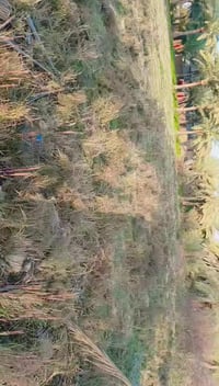 بابل السياحي • المزيديه • دونم وربع