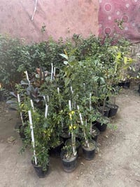 مشتل الشقي • اشجار فاكهة • حي البكر هيت