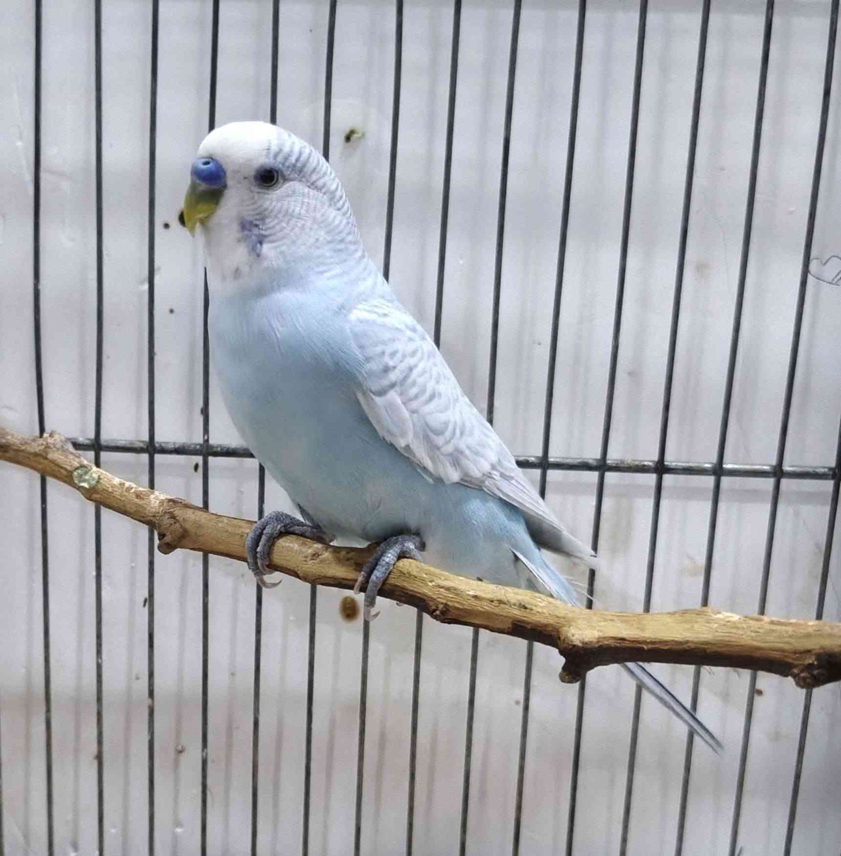 طير حب فحل كلش حلو اللبيع 🦜🌳🌼


**إذا كنت صاحب هذا الإعلان وتريد حذفه لأي سبب، رجاءا أرسل رسالة إلى الدعم الفني**