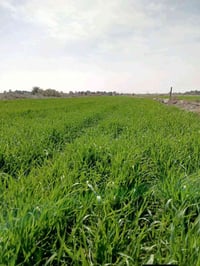 الدبلة • دونم • واجهة ١٤م