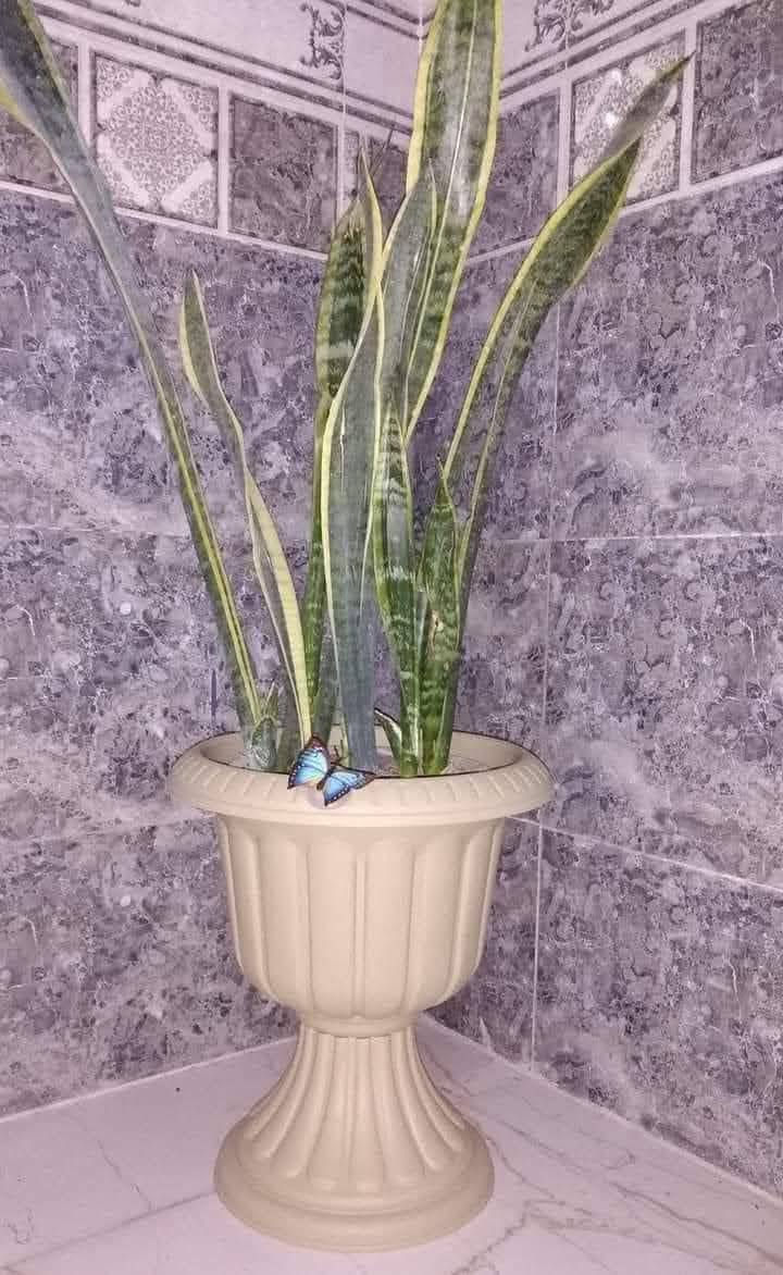 🪴سندانه حجم كبير ارتفاع ٤٠سم 🪴
🎊🎉جدا قوي تتحمل الظروف المناخية 🎊🎉💐
🪴🎉🎊متوفر ا الالوان  بيجي ❤️
🥇٣ با ١٠ الف 🥇
🚕توصيل كل محافظات العراق 🚕
🪴الزرع لعرض فقط 🪴


**إذا كنت صاحب هذا الإعلان وتريد حذفه لأي سبب، رجاءا أرسل رسالة إلى الدعم الفني**