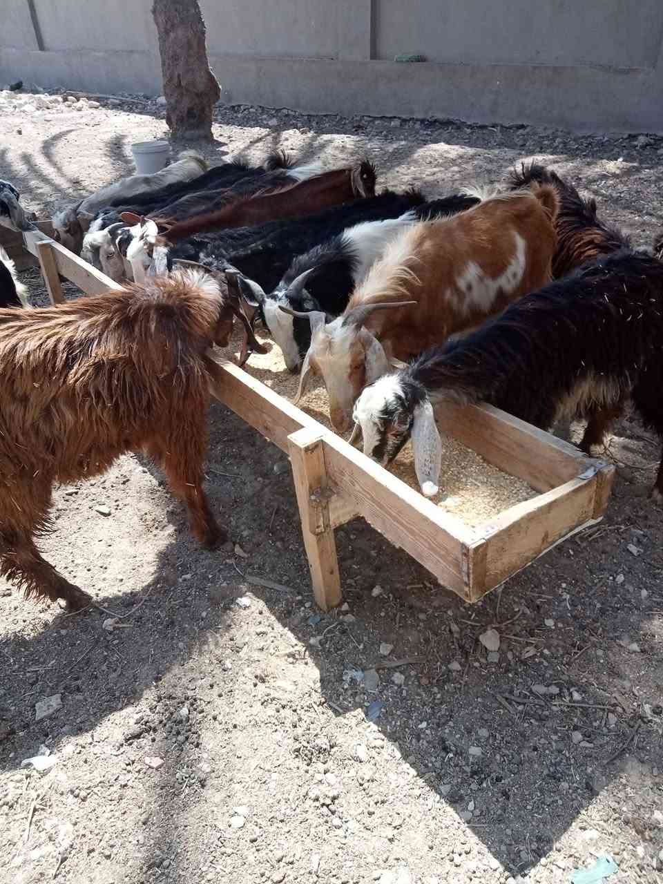 بسم الله ما شاء الله اليوم نقدم ليكم عرض14👌جديان🔥 برقي 🦌👌حر  قرن مفتوح🦌 العمر  5 شهور السعر خاصه 👍🦌 العنوان اسكندريه العامريه خلف استاد برج العرب مزرعه خطاب سلام العزومي تواصل❤️
فون 01220114610///واتس 01117468476


**إذا كنت صاحب هذا الإعلان وتريد حذفه لأي سبب، رجاءا أرسل رسالة إلى الدعم الفني**